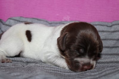 Les chiots de Epagneul Breton