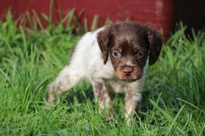 Les chiots de Epagneul Breton