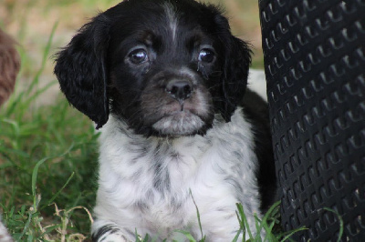 Les chiots de Epagneul Breton