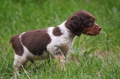 Les chiots de Epagneul Breton