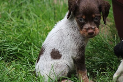 Les chiots de Epagneul Breton