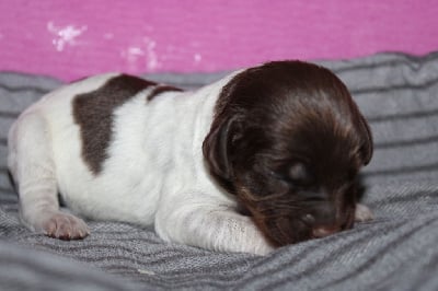 Les chiots de Epagneul Breton