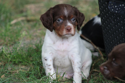 Les chiots de Epagneul Breton