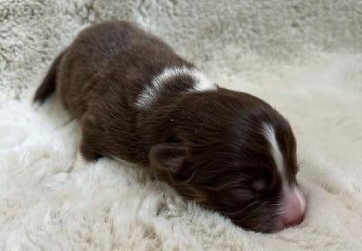 Les chiots de Berger Américain Miniature 