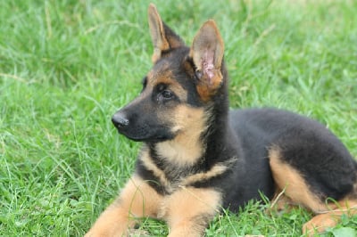 Les chiots de Berger Allemand