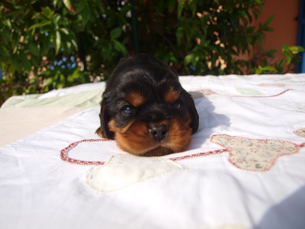 Mâle NOIR et FEU - Cavalier King Charles Spaniel