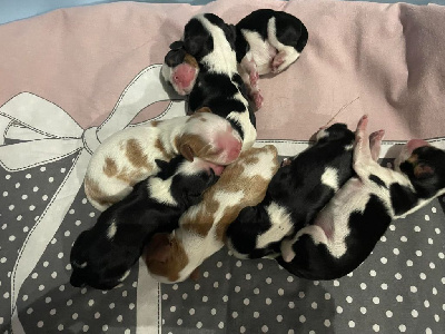 Mâle BLENHEIM - Cavalier King Charles Spaniel