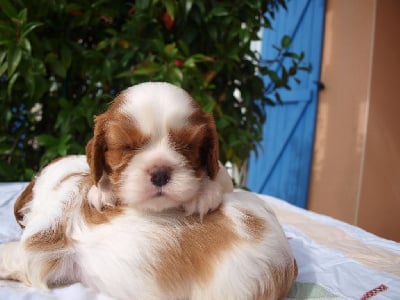 Les chiots de Cavalier King Charles Spaniel