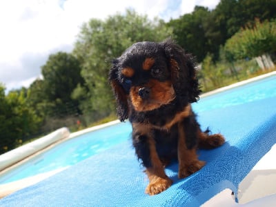 Les chiots de Cavalier King Charles Spaniel