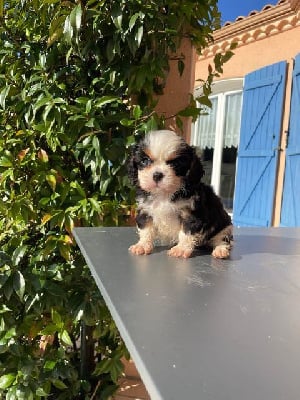 Les chiots de Cavalier King Charles Spaniel