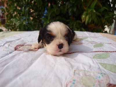 Les chiots de Cavalier King Charles Spaniel