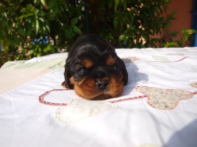 Les chiots de Cavalier King Charles Spaniel