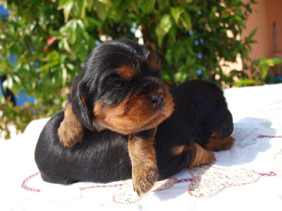 Mâle NOIR et FEU - Cavalier King Charles Spaniel