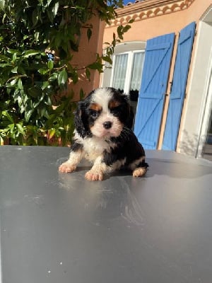 Les chiots de Cavalier King Charles Spaniel