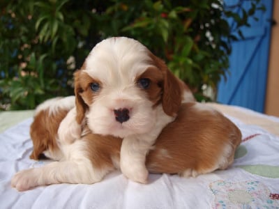 Les chiots de Cavalier King Charles Spaniel