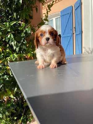 Les chiots de Cavalier King Charles Spaniel