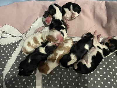 Mâle TRICOLORE - Cavalier King Charles Spaniel