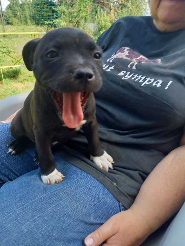 VODKA BLACK - Staffordshire Bull Terrier