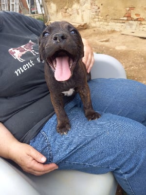 Les chiots de Staffordshire Bull Terrier