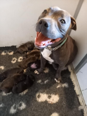 Les chiots de Staffordshire Bull Terrier