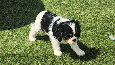 Les chiots de Cavalier King Charles Spaniel