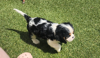 Les chiots de Cavalier King Charles Spaniel