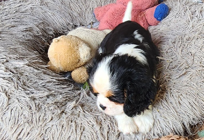 Les chiots de Cavalier King Charles Spaniel