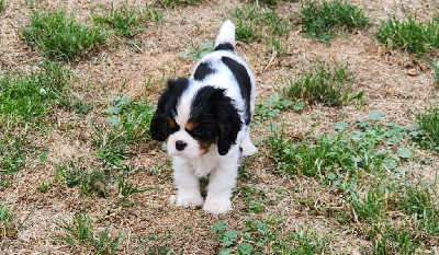 Les chiots de Cavalier King Charles Spaniel