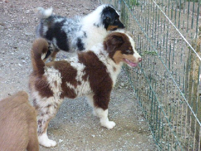 Les chiots de Berger Américain Miniature 