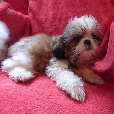 Les chiots de Shih Tzu