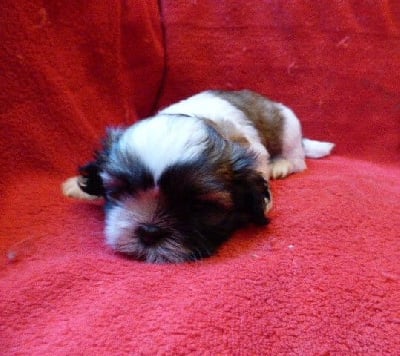 Les chiots de Shih Tzu