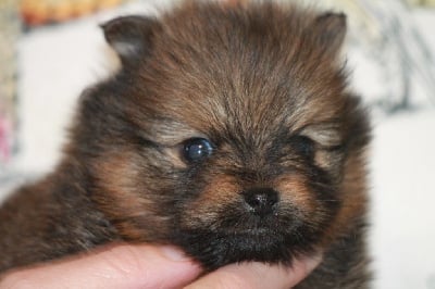 Les chiots de Spitz allemand