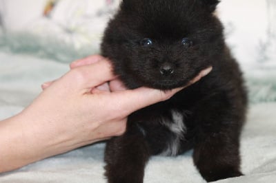 Les chiots de Spitz allemand