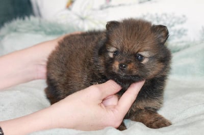 Les chiots de Spitz allemand