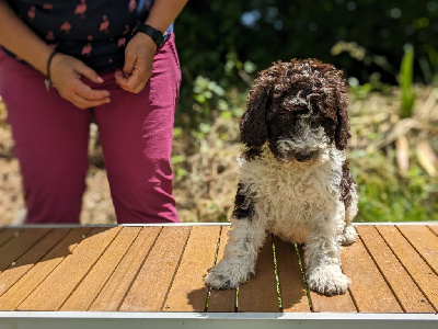 Les chiots de Chien d'eau espagnol