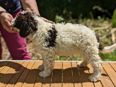 Les chiots de Chien d'eau espagnol