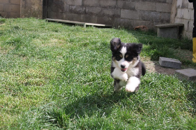 Les chiots de Berger Américain Miniature 