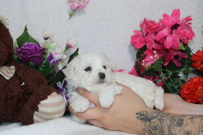 Les chiots de Bichon Frise