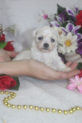 Les chiots de Bichon Frise