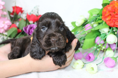 Les chiots de Cocker Spaniel Anglais