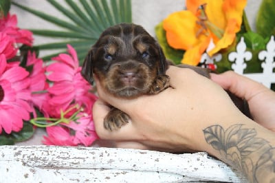 Les chiots de Cocker Spaniel Anglais