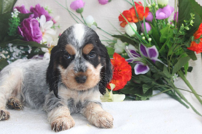 Les chiots de Cocker Spaniel Anglais