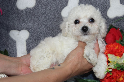 Les chiots de Bichon Frise