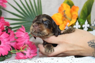 CHIOT male chocolat et feu collier bleu - Cocker Spaniel Anglais