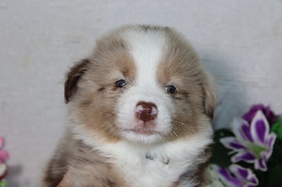 CHIOT male rouge merle collier jaune - Berger Américain Miniature 