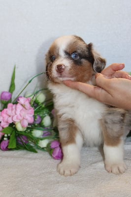 CHIOT male rouge merle collier bleu - Berger Américain Miniature 