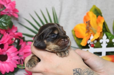 CHIOT male chocolat et feu collier gris - Cocker Spaniel Anglais