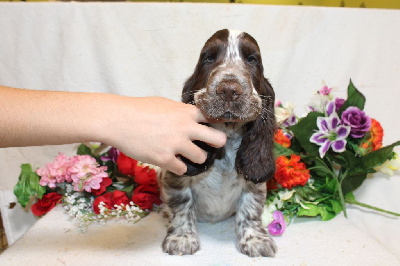 Les chiots de Cocker Spaniel Anglais