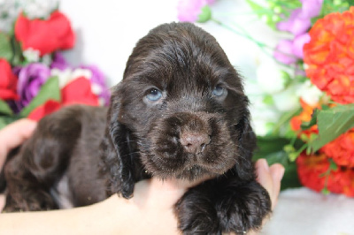 Les chiots de Cocker Spaniel Anglais