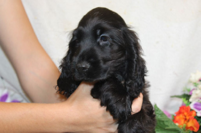 Les chiots de Cocker Spaniel Anglais